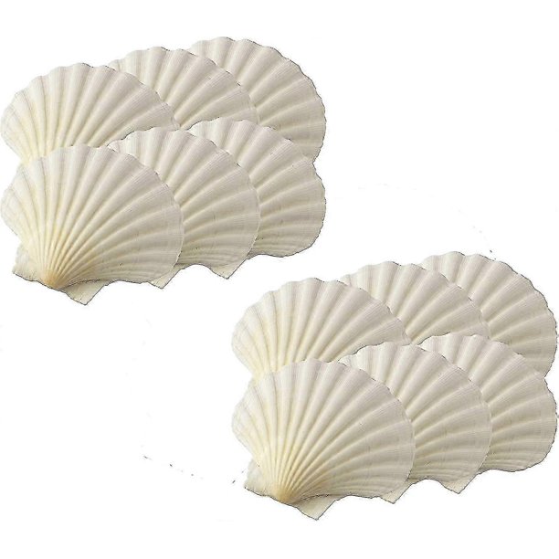 Maine Man Baking Shells, 3.25 Inch, Set Of 12, Natural Seashell(limited Edition)