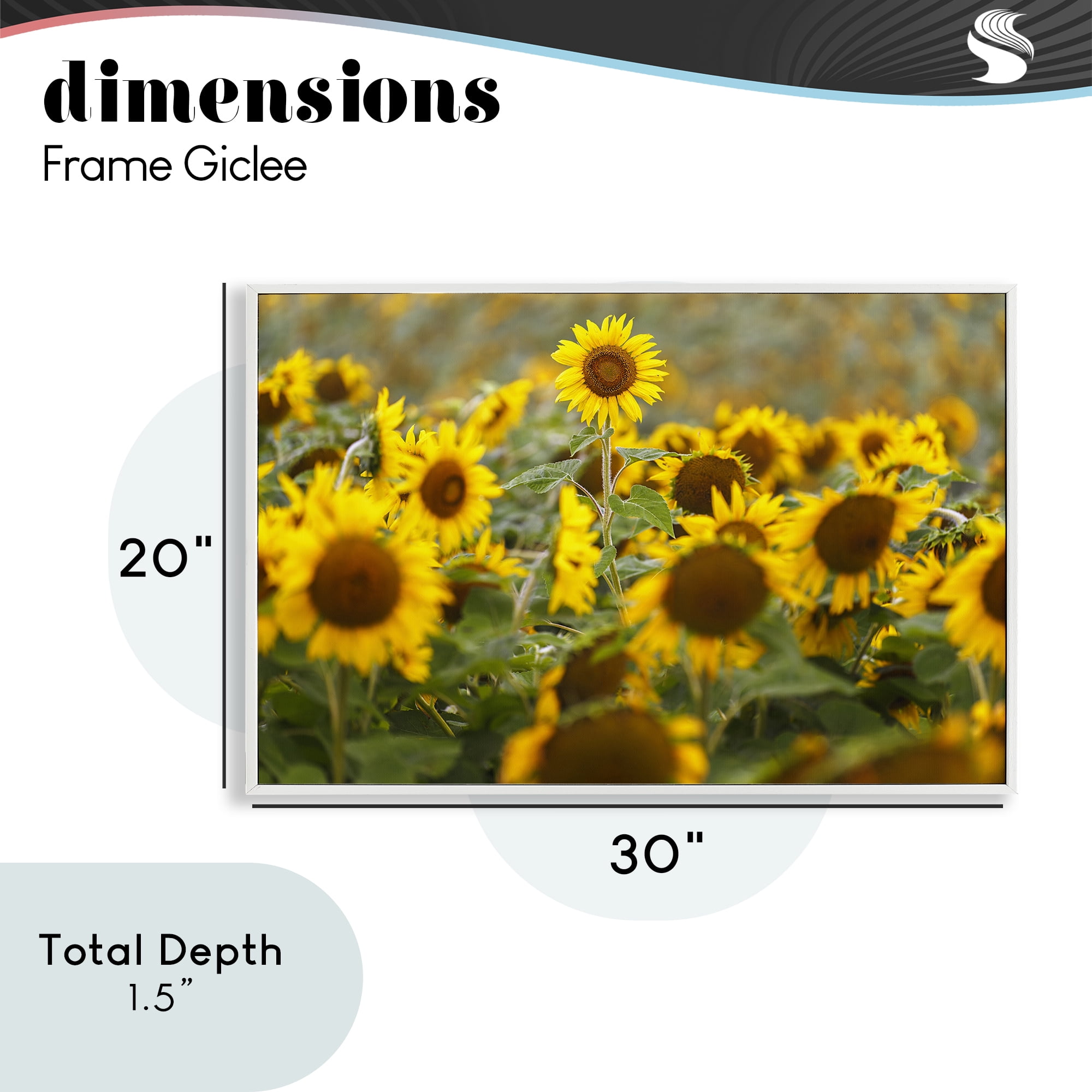 Central Sunflower in Meadow White Framed Giclee Art, design by Andy Crawford