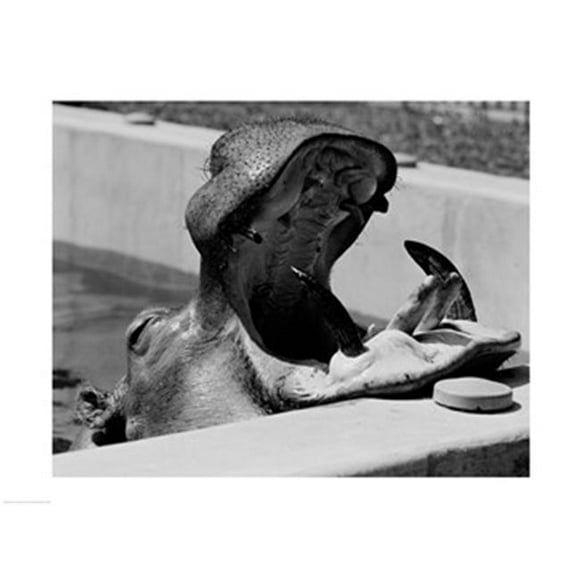 PVT/Superstock SAL255421445 Hippopotame -Hippopotame amphibius- en Piscine -24 x 18- Affiche Imprimée