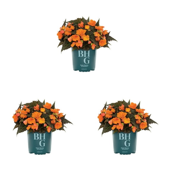 Better Homes & Gardens 2QT Orange Begonia Live Annual Plant Shade 3-Pack