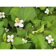 thumbnail image 2 of 10 Live Plants Houttuynia Cordata Fish Mint Diep Ca Rau Vap Ca Perennial Leafy Greens for Home, 2 of 5