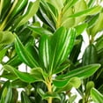 thumbnail image 4 of Compact Green Pittosporum  3 Live Plants  Pittosporum Tobira  Beautiful Fragrant Flowering Low Maintenance Shrub, 4 of 8