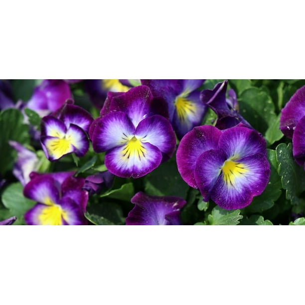 Halo Violet Hardy Violet Perennial Viola Live Plant Quart Pot