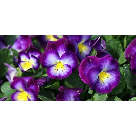 Halo Violet Hardy Violet Perennial - Viola - Quart Pot - Live Plant