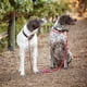 thumbnail image 3 of Cesar Millan Correa Deslizante – Collar Deslizante 2 En 1 Correa Y Collar De Entrenamiento Para Perros Correa De Cuerda Resistente, Duradera Y Resistente A La Intemperie, Longitud De Entrenamiento Sin, 3 of 6