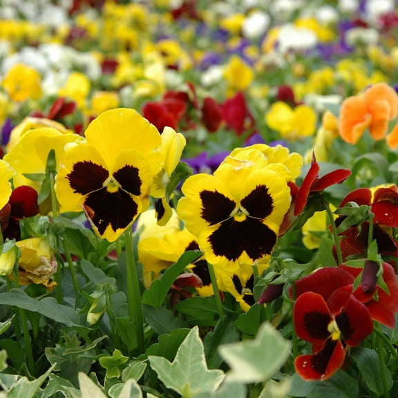 Pansy Flower Garden Seeds - Swiss Giant Mix - 0.25 Oz - Annual Flower Gardening Seed - Viola x wittrockiana