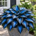 thumbnail image 2 of 2 Hosta Roots-Low‑Maintenance, Easy‑Grow for Garden Beds,Borders,Plant Pots & Planters, 2 of 5