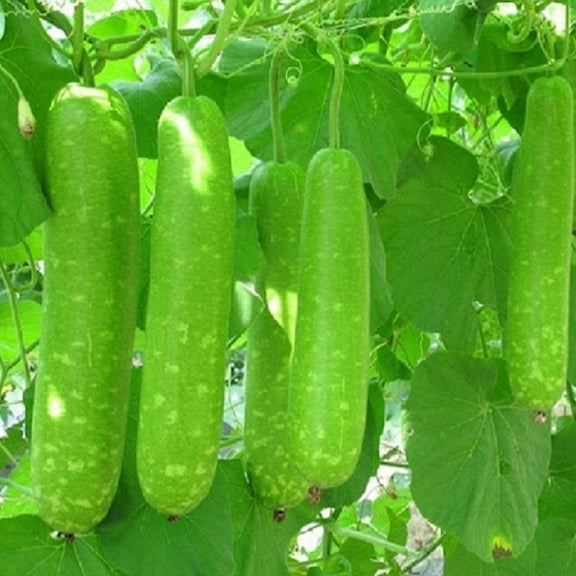 Long Bottle Gourd Stars  Seeds - F1, Non-GMO, 20 Seeds | Bầu Sao Lai | High Yield Vegetable by Mai's Family  2.