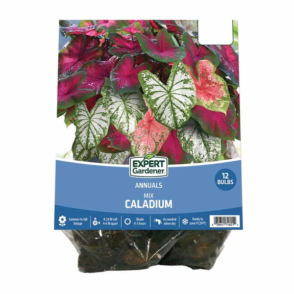 Expert Gardener 12-pack Dormant Caladium Bulbs Mix, Full Shade, Multi-Color, Annual