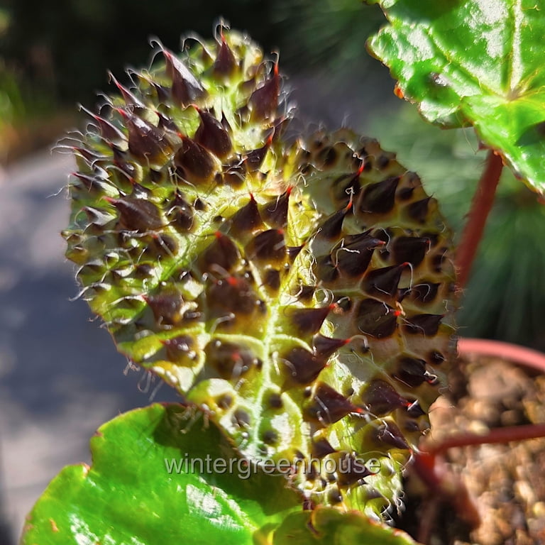 Begonia ferox - Fierce Begonia