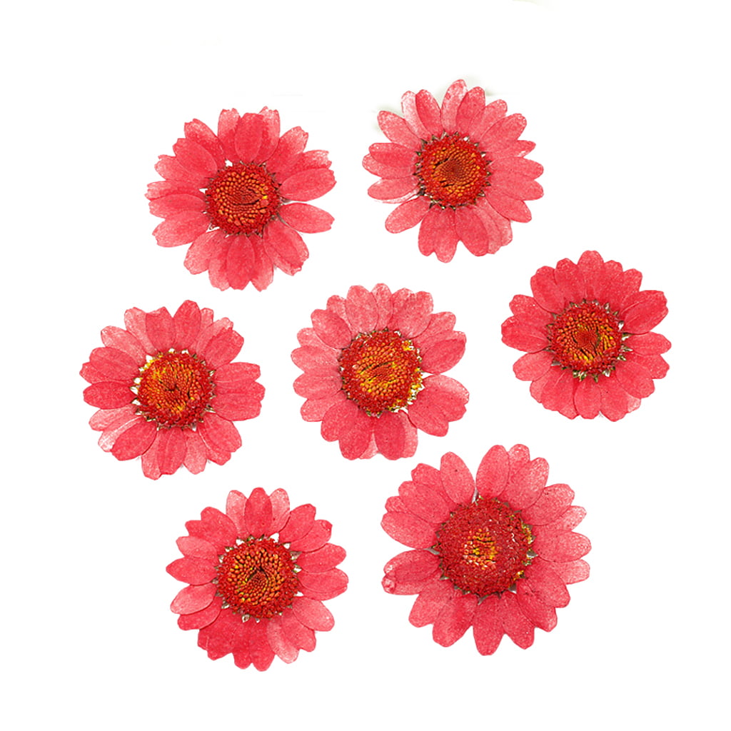 ✪ 100Pcs Real Natural Dried Pressed Flowers White Daisy Pressed Flower for  Resin Jewelry Nail Stickers Makeup Art Crafts 