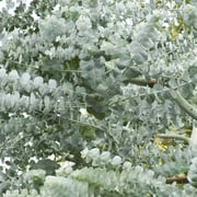 Outsidepride Eucalyptus Silver Dollar Tree - 50 Seeds