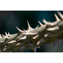 25 DEVIL'S WALKINGSTICK Shrub Flower Prickly Ash Elder Aralia Spinosa Seeds