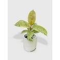 thumbnail image 3 of Ficus Elastica Shivereana "Moonshine" - Live Air-Purifying Indoor Plant in Nursery Pot – Easy Care, Low Maintenance Houseplant for Home & Office Decor, Natural Air Cleaner, Best for Beginners (6"Pot), 3 of 11