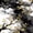 Black White Gold, variant on Castle Fairy Abstract Watercolor Wash Splash Twin Sheets 3pcs,Retro Aesthetics Gold Leaves Bedding,Black Gold,1 Flat Sheet, 1 Fitted Sheet and 1 Pillowcase