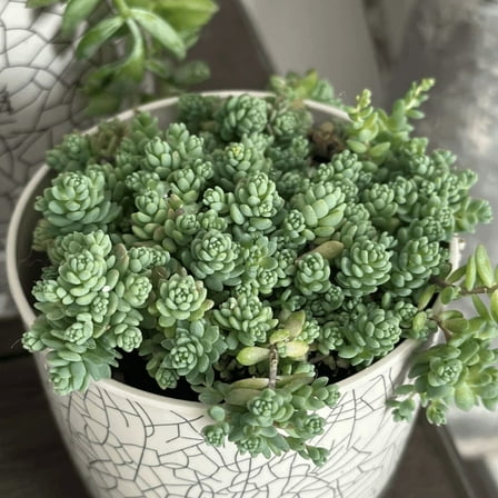 Sedum Dasyphyllum Major, Sedum Major, Rare Succulent, Live Plant in 4'' Pot