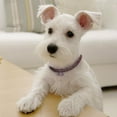 thumbnail image 3 of YUEHAO Cute Mini Pet Dog Bling Rhinestone Chocker Collars Fancy Dog Necklace Pet 3 Row Rhinestone Pink, 3 of 3