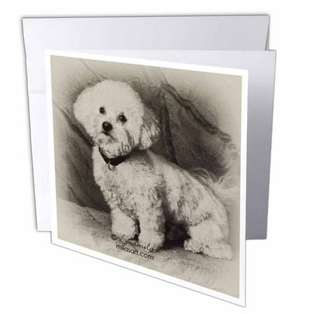 Bichon Frise Greeting Card - 3dRose Bichon Frise, Greeting Cards, 6 x 6 inches, set of 12