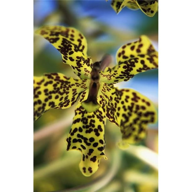 Yellow Black Spotted Orchid Poster Print 44 22 X 34 Large Walmart Com Walmart Com