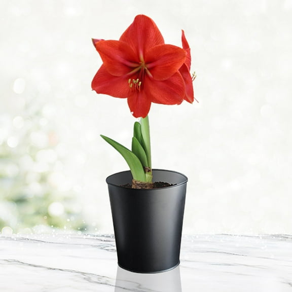 Premium Red Lion Amaryllis Kit – Indoor Flower Bulb – Includes Black Metal Pot, Growing Medium & Instructions – Easy to Grow Winter Bloom Gift Box Kit – Guaranteed to Bloom