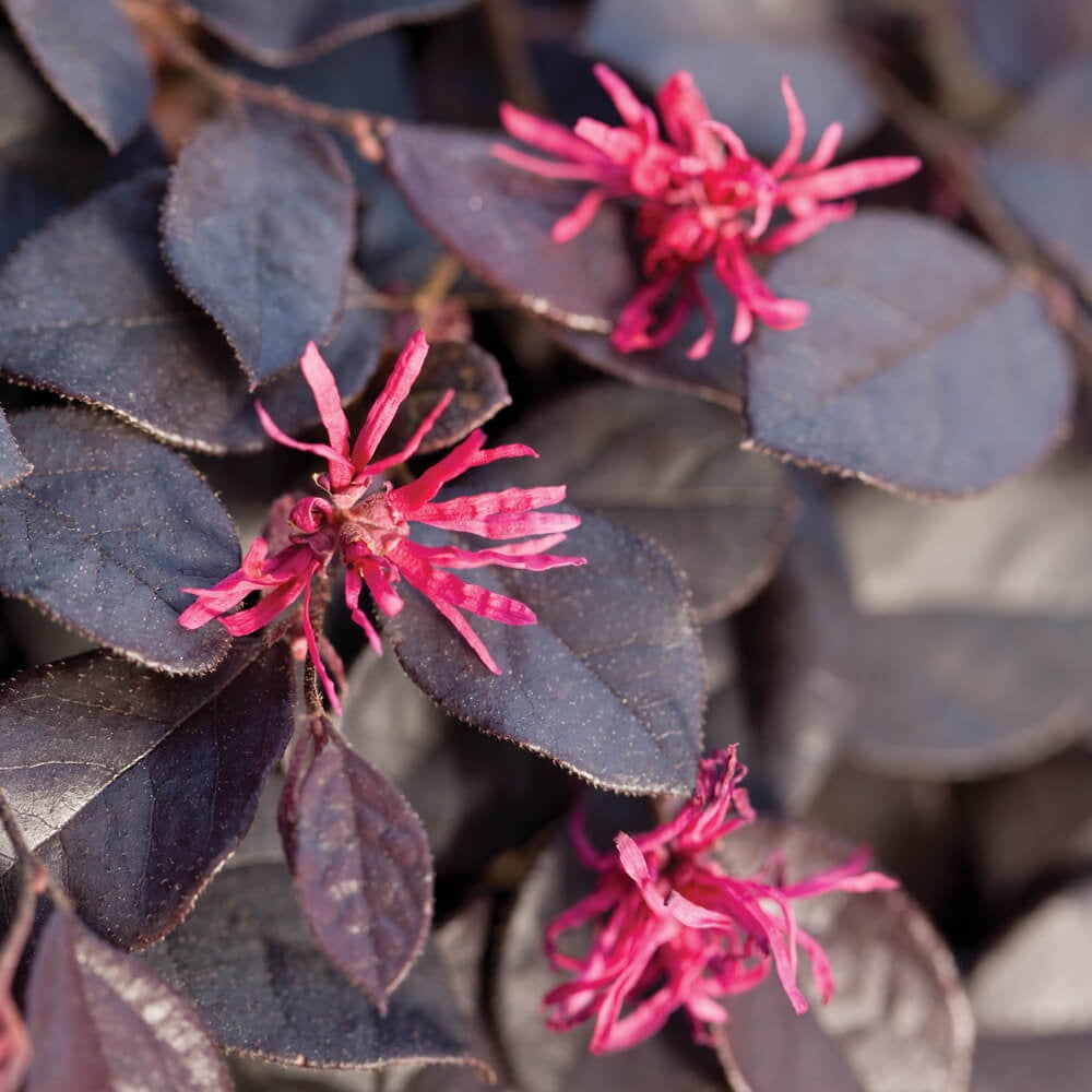 Southern Living Purple Pixie Loropetalum Live Shrub in 3-Gallon Grower Pot