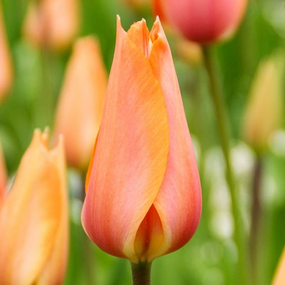 El Nino Single Late Tulip Flower Bulbs - 10 Bulbs per Pack - Good as Cut Flowers - Perennializing - Grow Indoors or Outdoors – Easy to Grow Live Garden