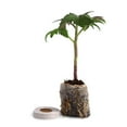 thumbnail image 4 of Window Garden Basil Herb Kit - Grow Your Own Food Easily & Fun, 4 of 7