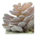 thumbnail image 4 of Planta Artificial con Maceta Mainstays 10 cm Mini Suculenta, 4 of 4