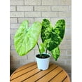 thumbnail image 3 of Blue Buddha Farm: Frog in a Blender Caladium (2 Bulbs) - Easy to Grow Indoor or Outdoor Perennial Plant, 3 of 18