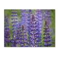 thumbnail image 2 of Trademark Fine Art 'Blue Lupine Flowers' Canvas Art by Cora Niele, 2 of 4