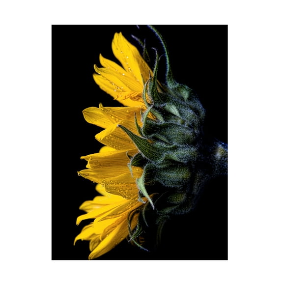 Trademark Fine Art 'Sunflower' Canvas Art by Lori Hutchison