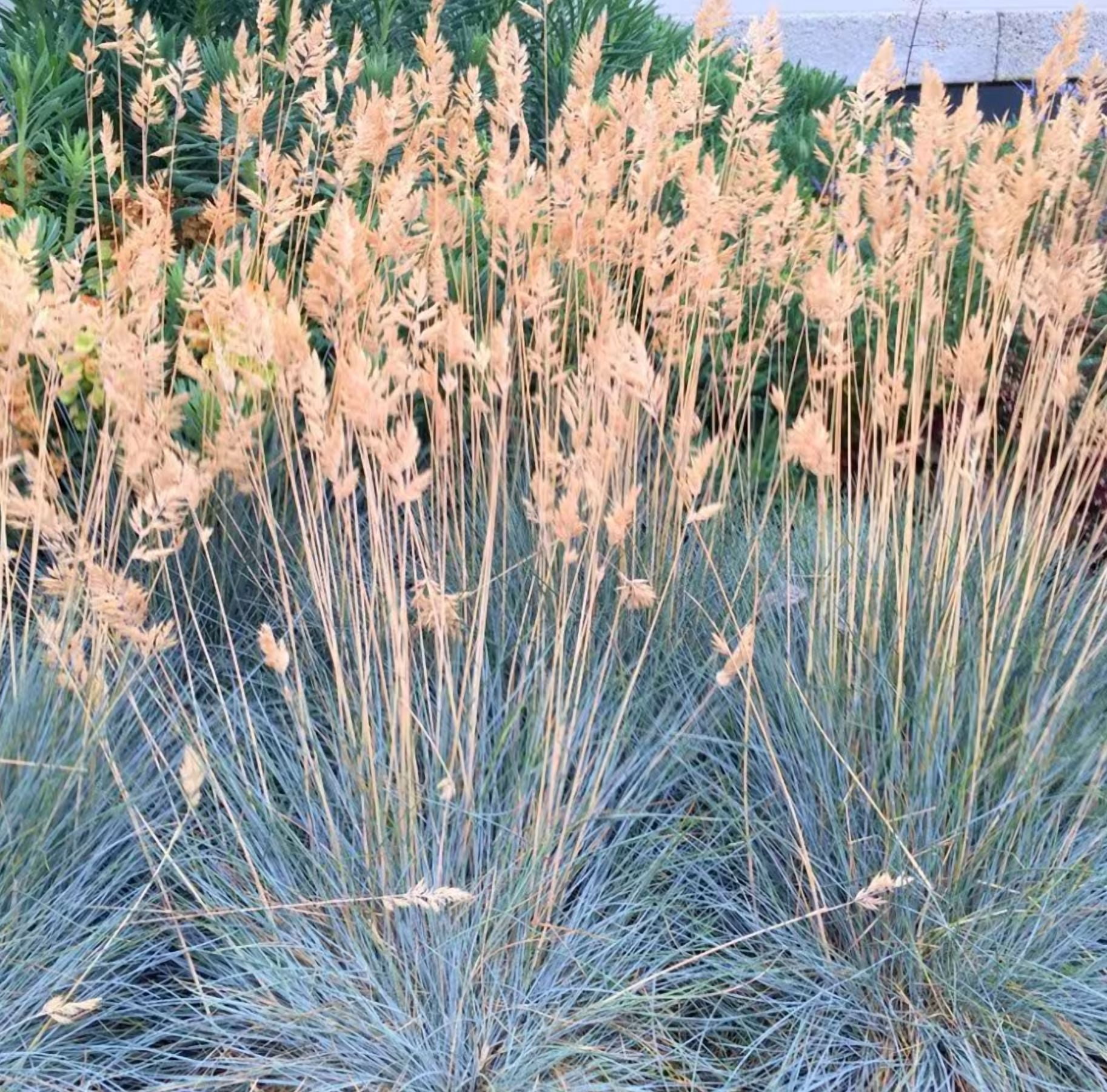 1 Pot 2 Blue Fescue Grass Plants Festuca Glauca Starter Ornamental Grasses Seedling In 4"Pot