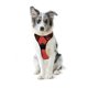 thumbnail image 1 of Pechera Mascretta Arnes para Perro anti tirones rojo Grande PCHRA-L-AZ, 1 of 4