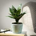 thumbnail image 3 of Sullivans Artificial Potted Sansevieria 10"H Green, 3 of 7