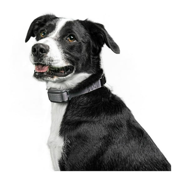 Rechargeable Bark Adjustable Collar - Black