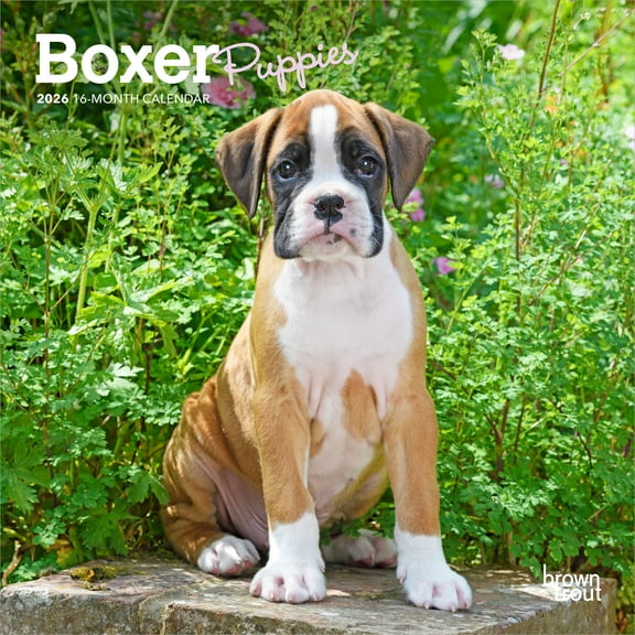 Boxer Puppies | 2026 7x14" (Hanging) Monthly Mini Wall Calendar | BrownTrout