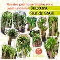 thumbnail image 4 of Planta Artificial Congo Dracaena Palo De Brasil Grande De 150cm De Alto Artego, 4 of 8