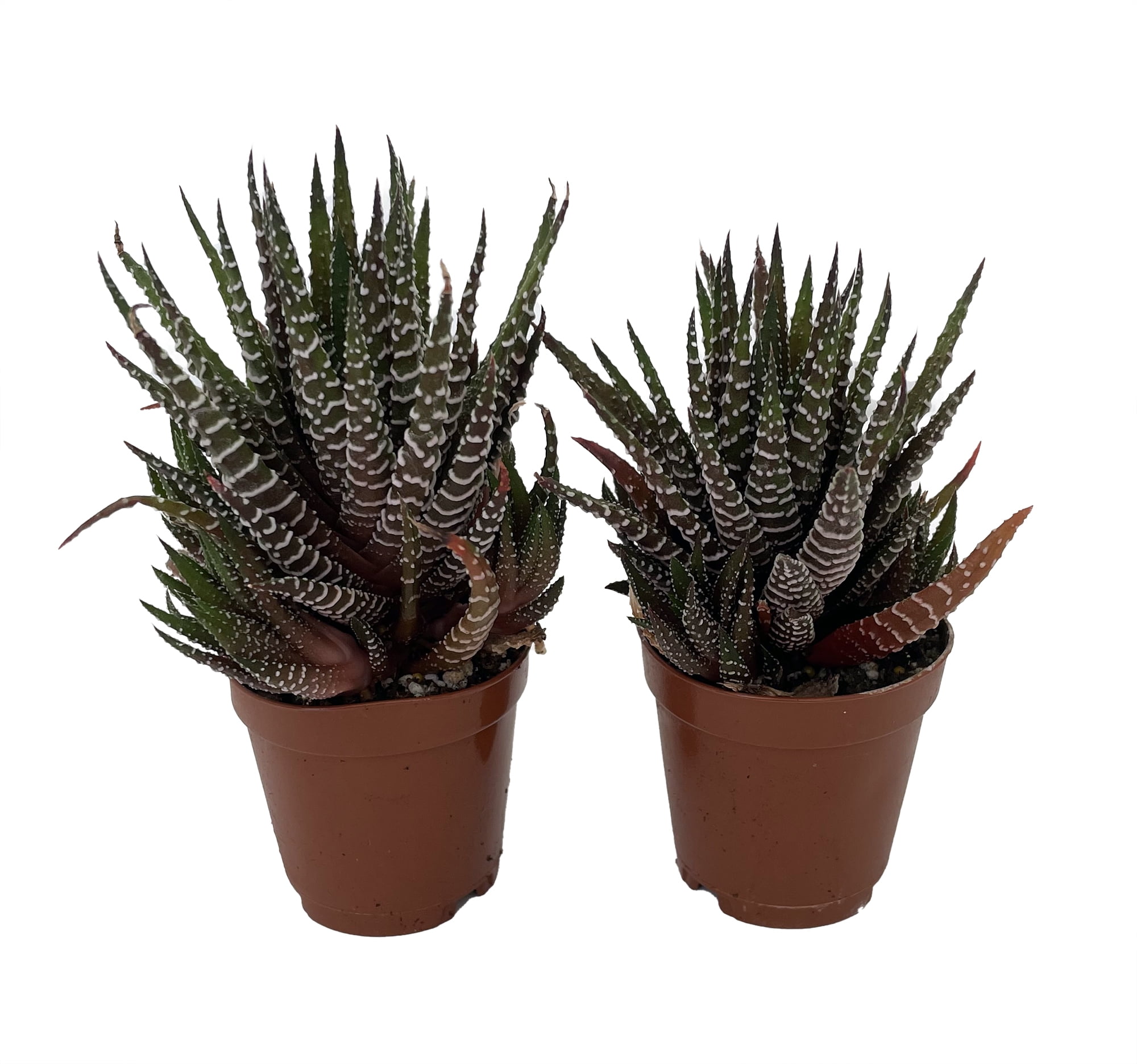 Zebra Plant Haworthia fasciata Easy to Grow Succulent Plant 2