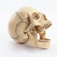 thumbnail image 3 of 1:2 Disassembled Skull Anatomical Model Anatomy Skeleton Skull Model, 3 of 5