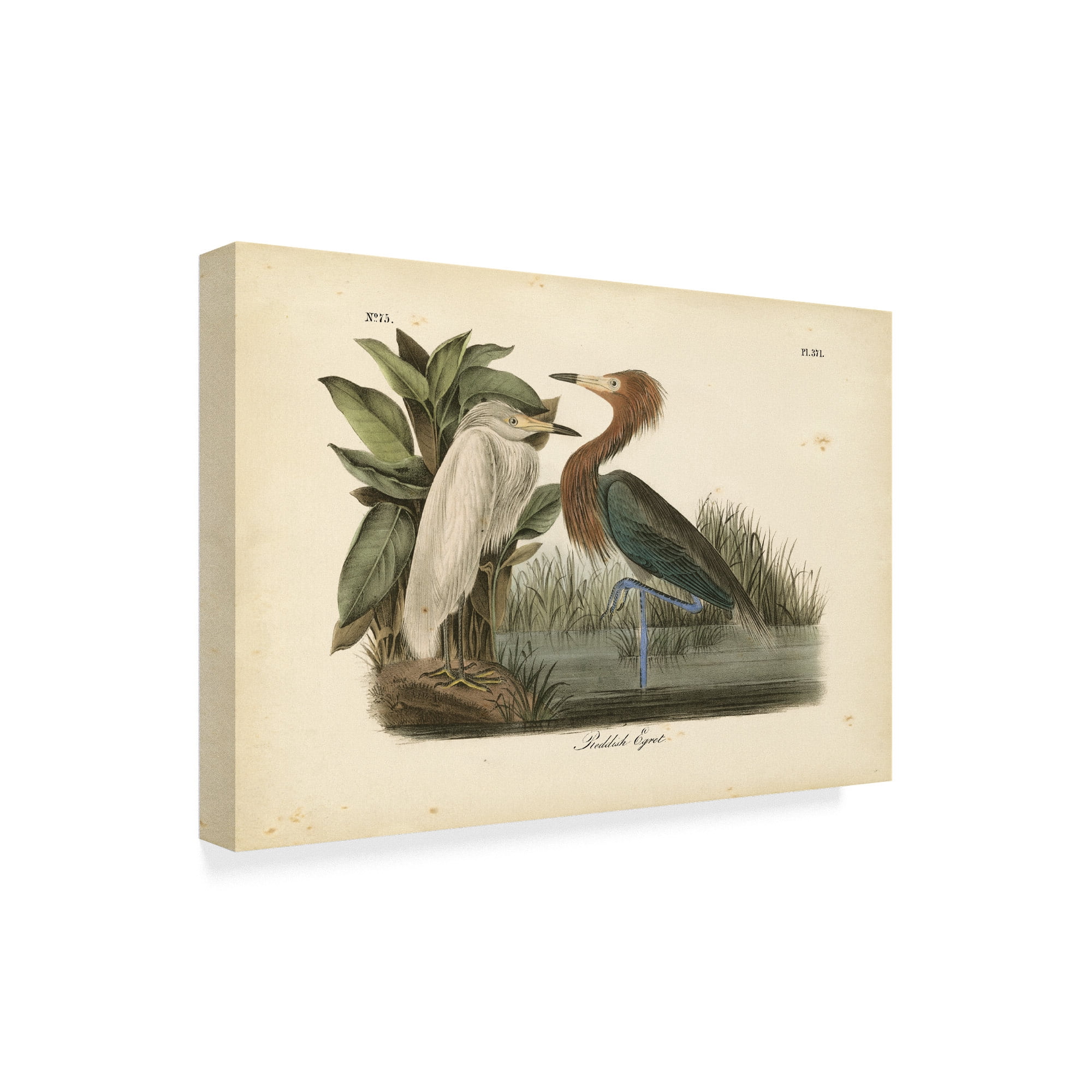 Trademark Fine Art 'Audubons Reddish Egret' Canvas Art by John James Audubon