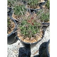 thumbnail image 5 of Ferocactus wislizeni, 5 of 5