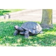thumbnail image 5 of Hi-Line Gift Resin Animals Turtle Garden Sculpture, 5 of 5