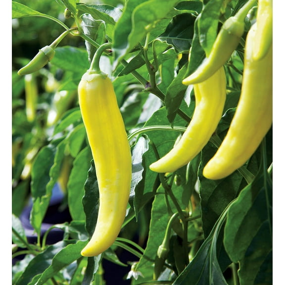 TomorrowSeeds - Banana Pepper Seeds - 300 Count - For 2026 Planting 500 Scoville Mild Yellow