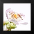 thumbnail image 2 of Durnberger, Sonja 20x20 Black Modern Framed Museum Art Print Titled - Rubus sectio Rubus, 2 of 5