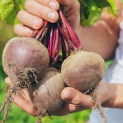 The Old Farmer's Almanac Heirloom Beet Seeds (Detroit Dark Red) - Approx 400 Seeds