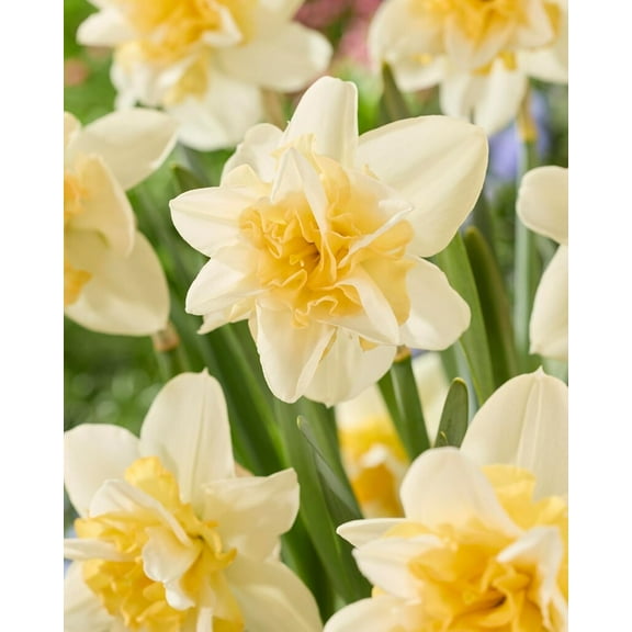 Sweet Desire Double Daffodil Bulbs for Planting - Stunning Perennial Blooms (10 Bulbs)