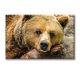 thumbnail image 1 of Cuadro Canva Pixtreats Oso Tierno 40X60 cm, 1 of 4