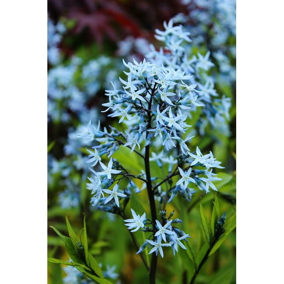 10 SHINING BLUESTAR Ozark or Showy Blue Star Amsonia Illustris Flower Seeds