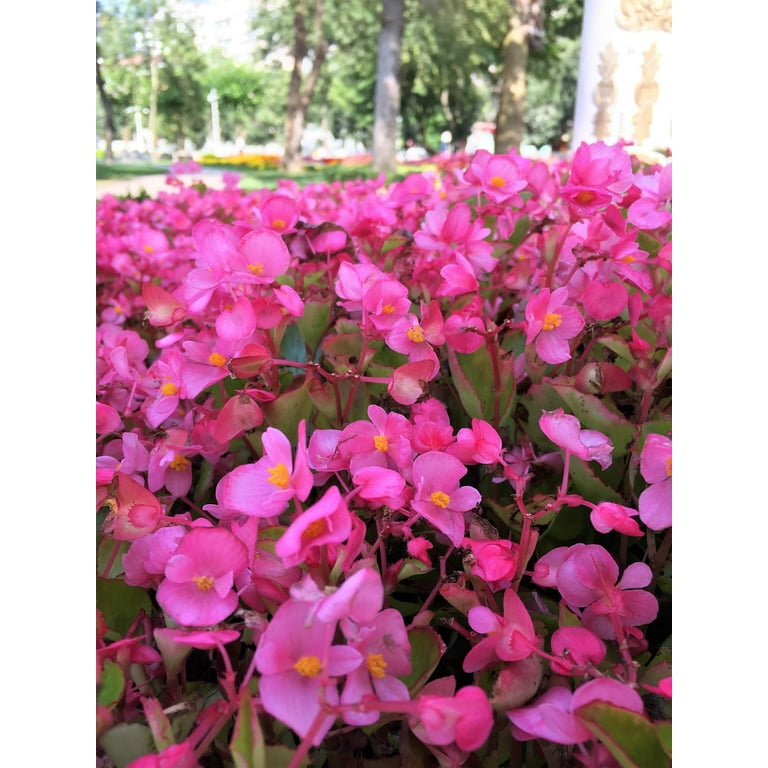 25 Rose PINK WAX BEGONIA Semperflorens Fibrous Shade Flower Seeds -  Walmart.com