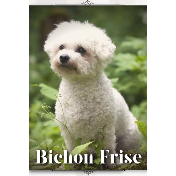 Bichon Frise : Dog breed overview and guide (Paperback)